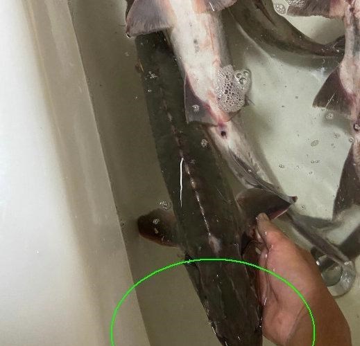 中华鲟|贵阳钓鱼人在河边正钓着鱼，河面忽然漂来一条“中华鲟”