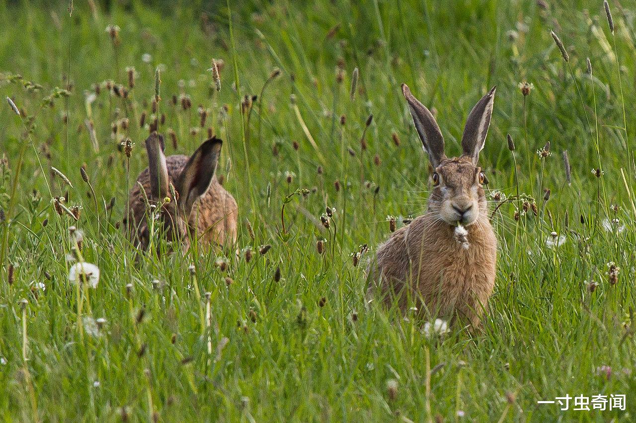 兔子 24只兔子61年繁殖百亿，味美又能生的兔子，咋就没成人类主要肉食
