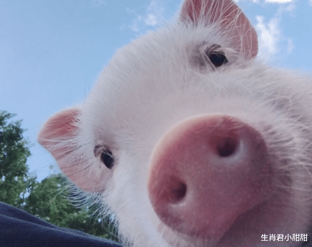 |喜欢迎接挑战的生肖猪,在职场中冲锋陷阵,迎来不一样的春天