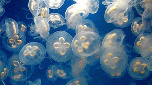 水母 “海洋毒王”祸害人类，成为世界科研难题，中国科学家却传出喜讯