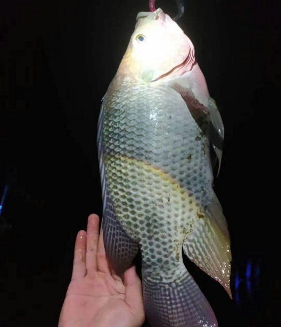 广东省|广东网友河边钓鱼，发现水底密布“小圆坑”，是人为挖出来的？