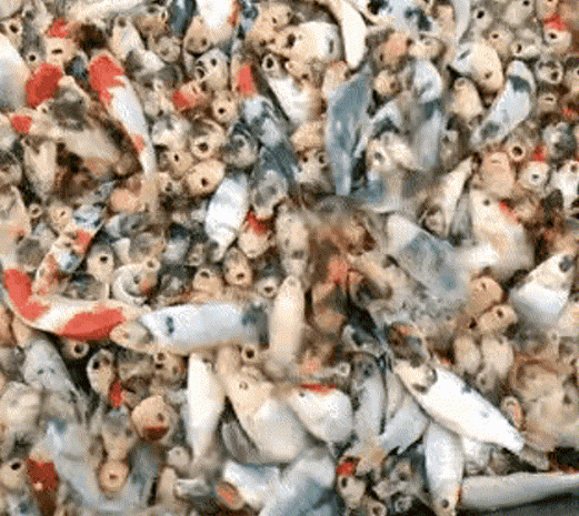 不归路|鱼界踩踏事故! 带孩子喂鱼, 结果被鱼吓到, 难怪作钓鱼越多口越好!