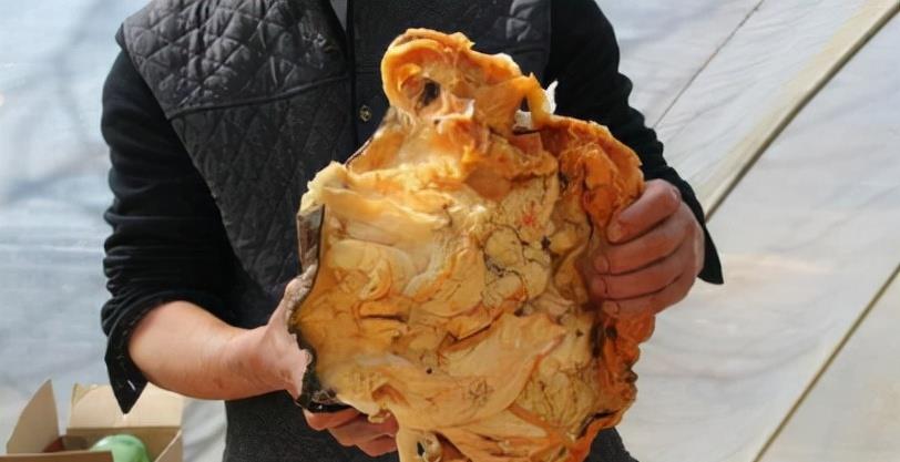 科学家 有哪些生物是违背生命规律的?跳出三界之外,你听说过“太岁”吗