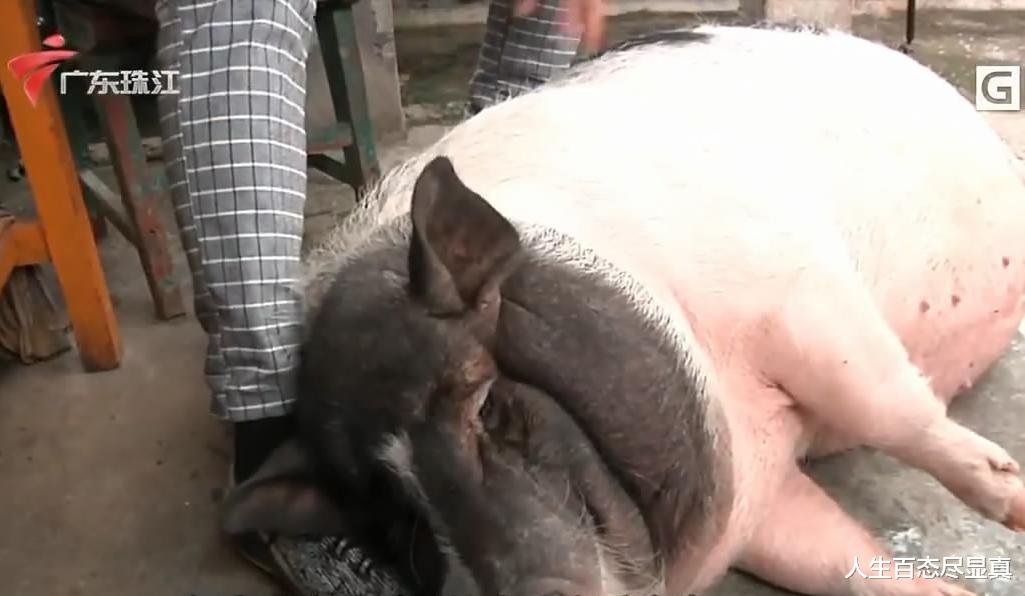 人生百态尽显真 广东小伙的无奈，宠物“小香猪”长到200多斤，急求好心人收养