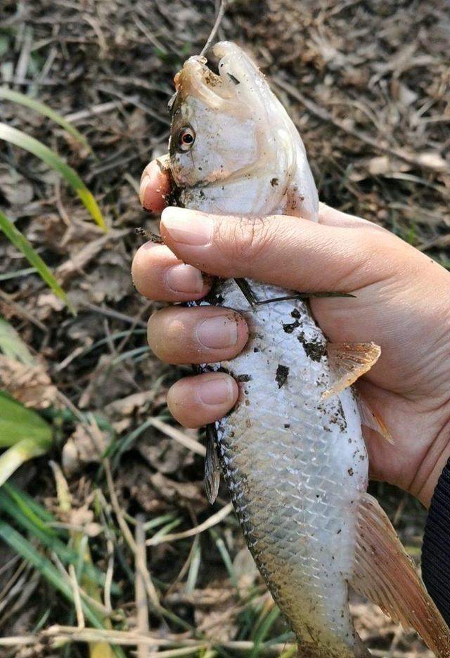 清明节|莱芜钓鱼人钓起许多“大马口”，这么大的马口山东才有？