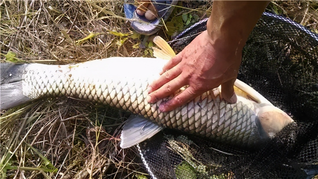 饵料|为什么玉米粉比玉米粒更适合钓鱼，看玉米粉饵的制作方法就明白了