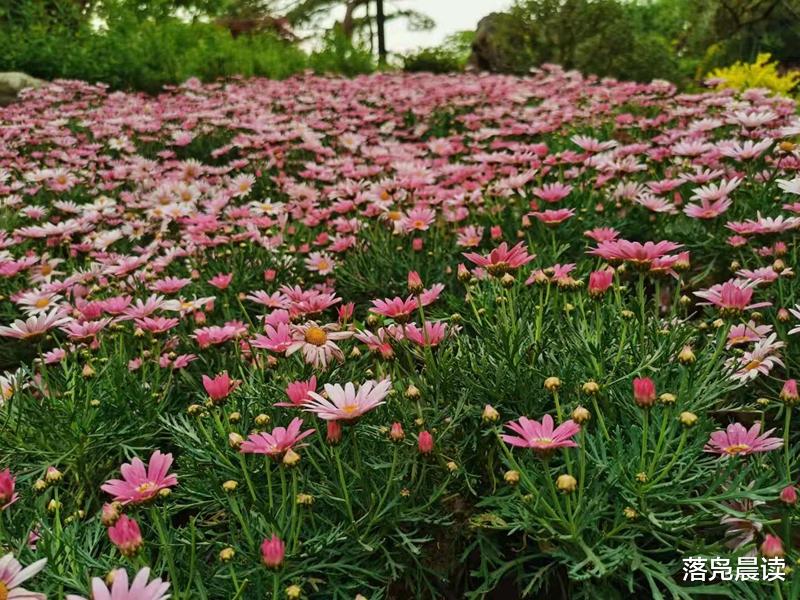 落凫晨读 郑州南环公园花团锦簇  五一假期游人如织  一些花却无人知晓