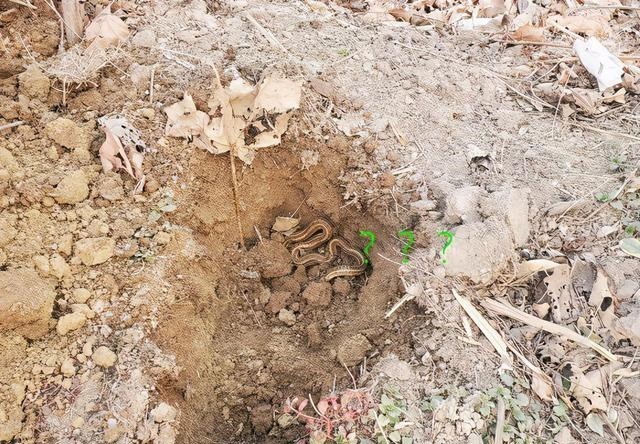|安徽钓友挖蚯蚓钓鱼，却没想到挖到冬眠的蛇窝，这是条什么蛇？