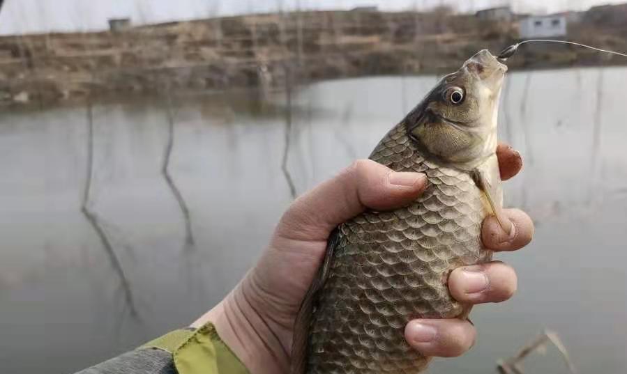 饵料|钓鱼人注意了，天热换用这特效鲫鱼饵，上钩的鱼巴掌大