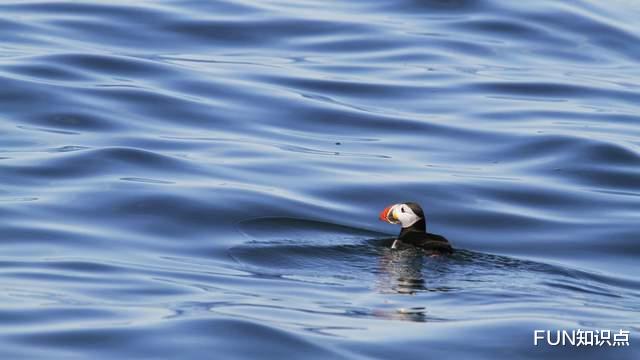 北极 上可飞天，下可潜水，生活在北极的“大企鹅”是什么来头？