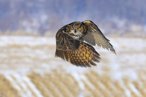 菜菜叶|《云南虫谷》惊悚满分，传说的雕鸮是什么动物