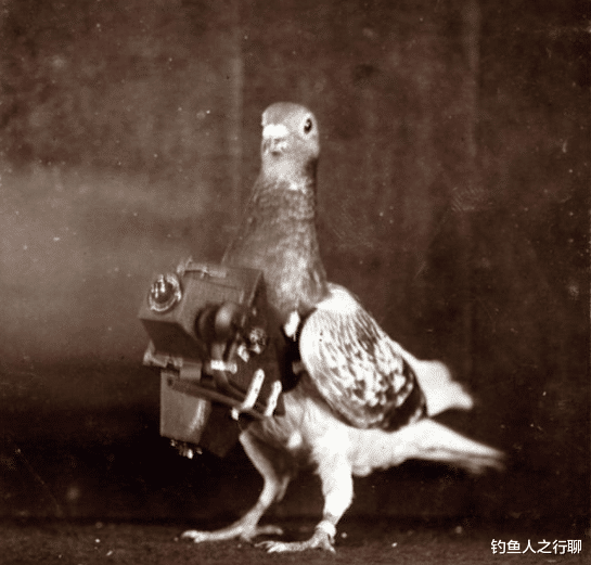 |27张活久见的照片，看完涨姿势了