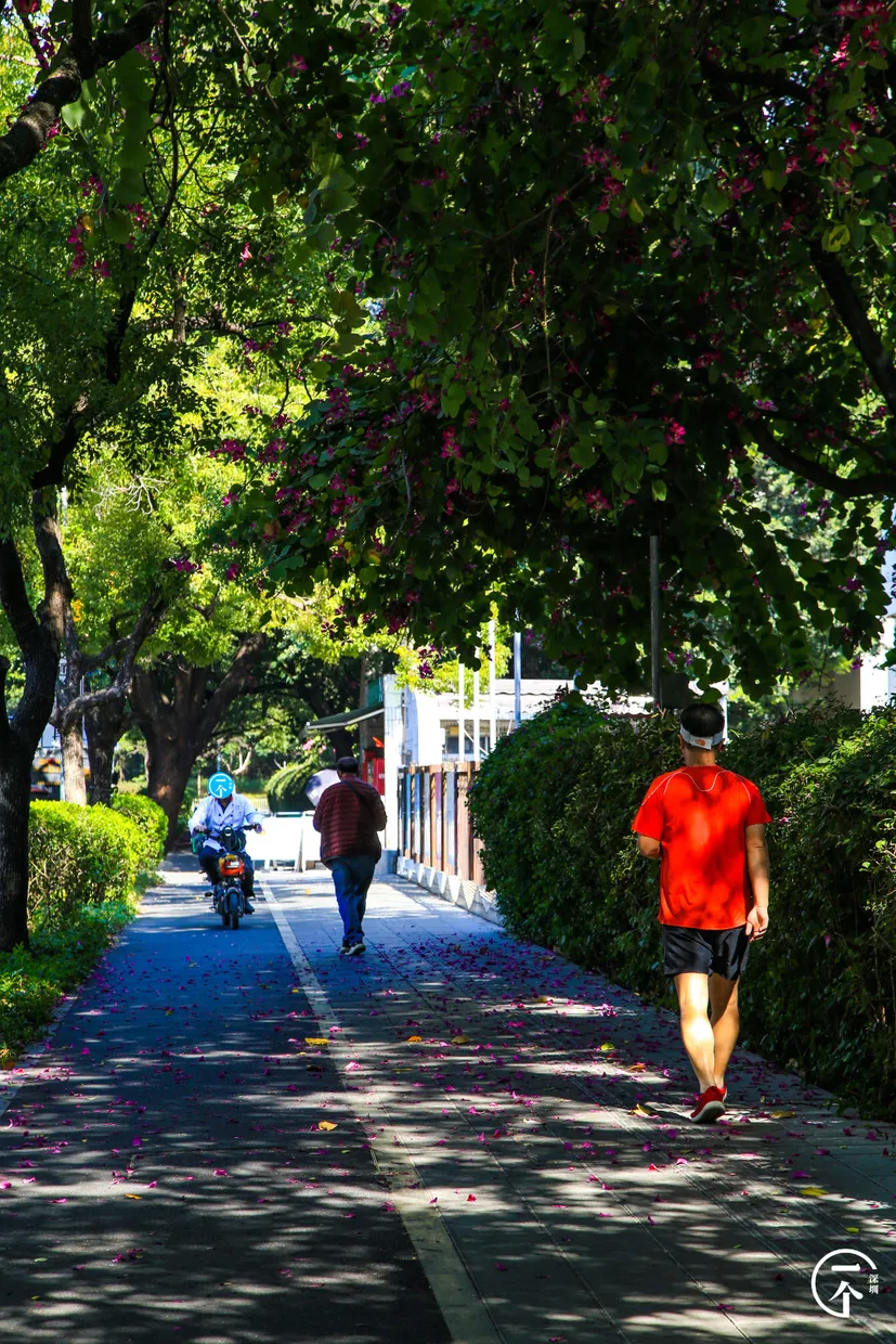 楼市|误入南山“少林村”，月入过万只能勉强合租？