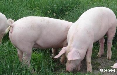 豬價漲跌往復，養殖戶怎樣才能平穩度過豬周期？-圖4