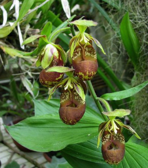 濒危物种 国家Ⅰ级濒危物种 杓兰属中的“巨人”——暖地杓兰