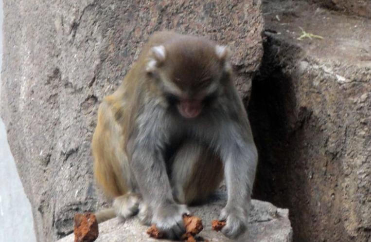 爱因斯坦 现代猿能进化成人类？科学家担忧，巴拿马猴类已进入“石器时代”