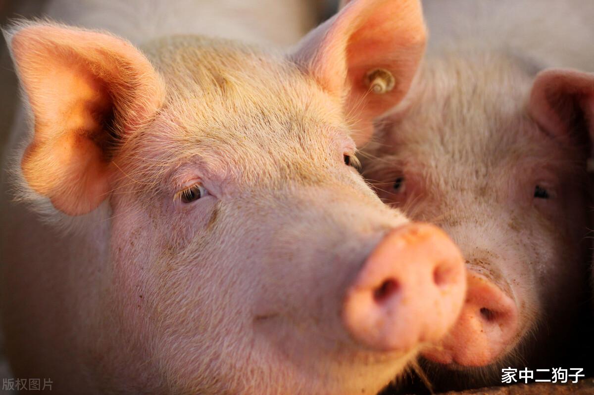 生猪价格 猪价加速坠落,行情22连跌,“千元时代”即将终结!或是好事!