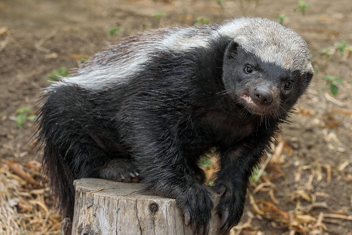 蜜獾 非洲有种动物，性格凶狠手段毒辣，一半的后代会被其杀死