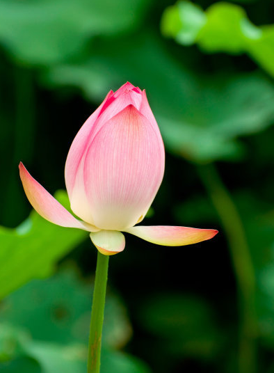 星临天下|7月中旬，吉星照耀，4属相霉运走鸿运来，财源滚滚，喜事连连