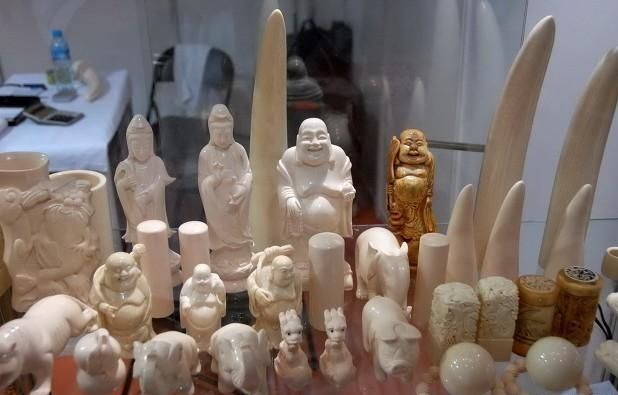 人们为何不从老死的大象身上取象牙,而非要去猎杀健康的大象?