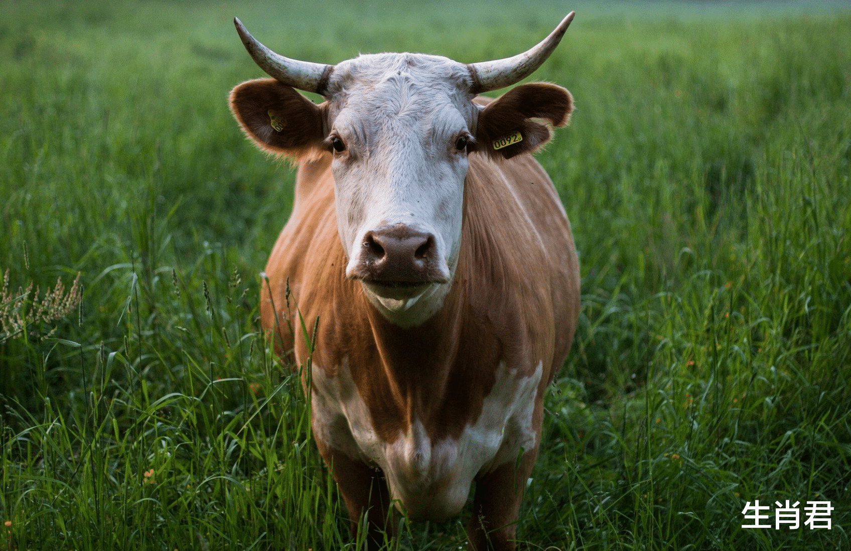 属牛|12月上旬好运缠身，属牛人付出多年终于看到回报，在职场容光焕发