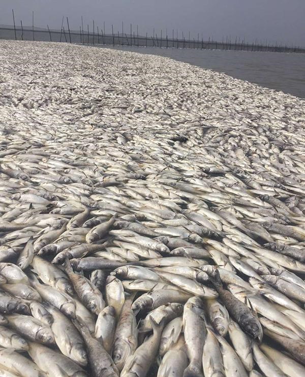 风霜添眉目|数百米！广东双月湾海滩出现大面积死鱼 为什么会出现大面积死鱼