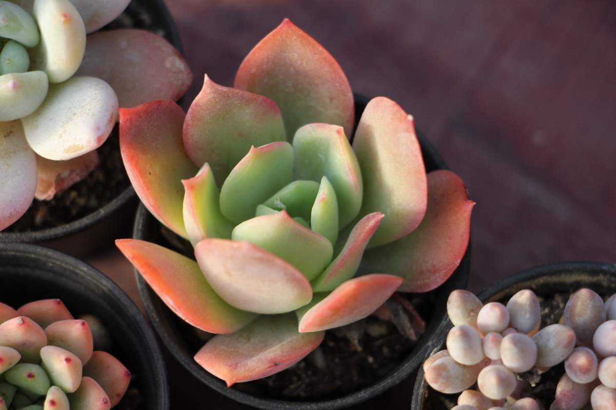 养花大全 这5种花，出了名的难养护，新手花友慎入！