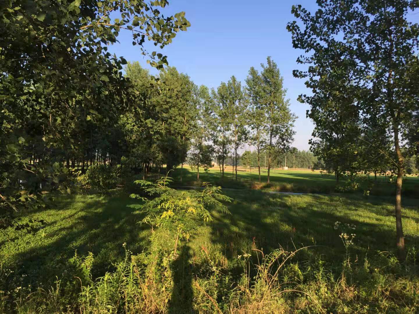 炊烟渐远 梦里的树荫