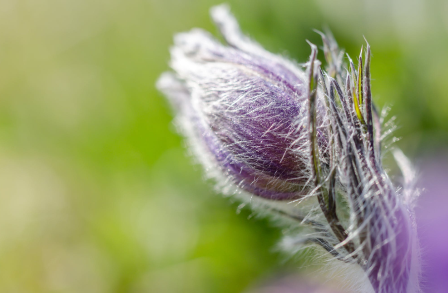 舜网 4月底,前缘不忘,前任难留,红娘开门迎缘 ,重启旧情的生肖