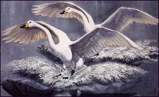 英国查尔斯.图尼克利夫(Charles.Tunnicliffe)禽鸟水彩画