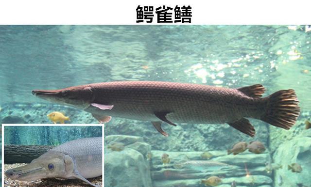 让普通人很难见到的,世界上拥有奇特外表的8种动物