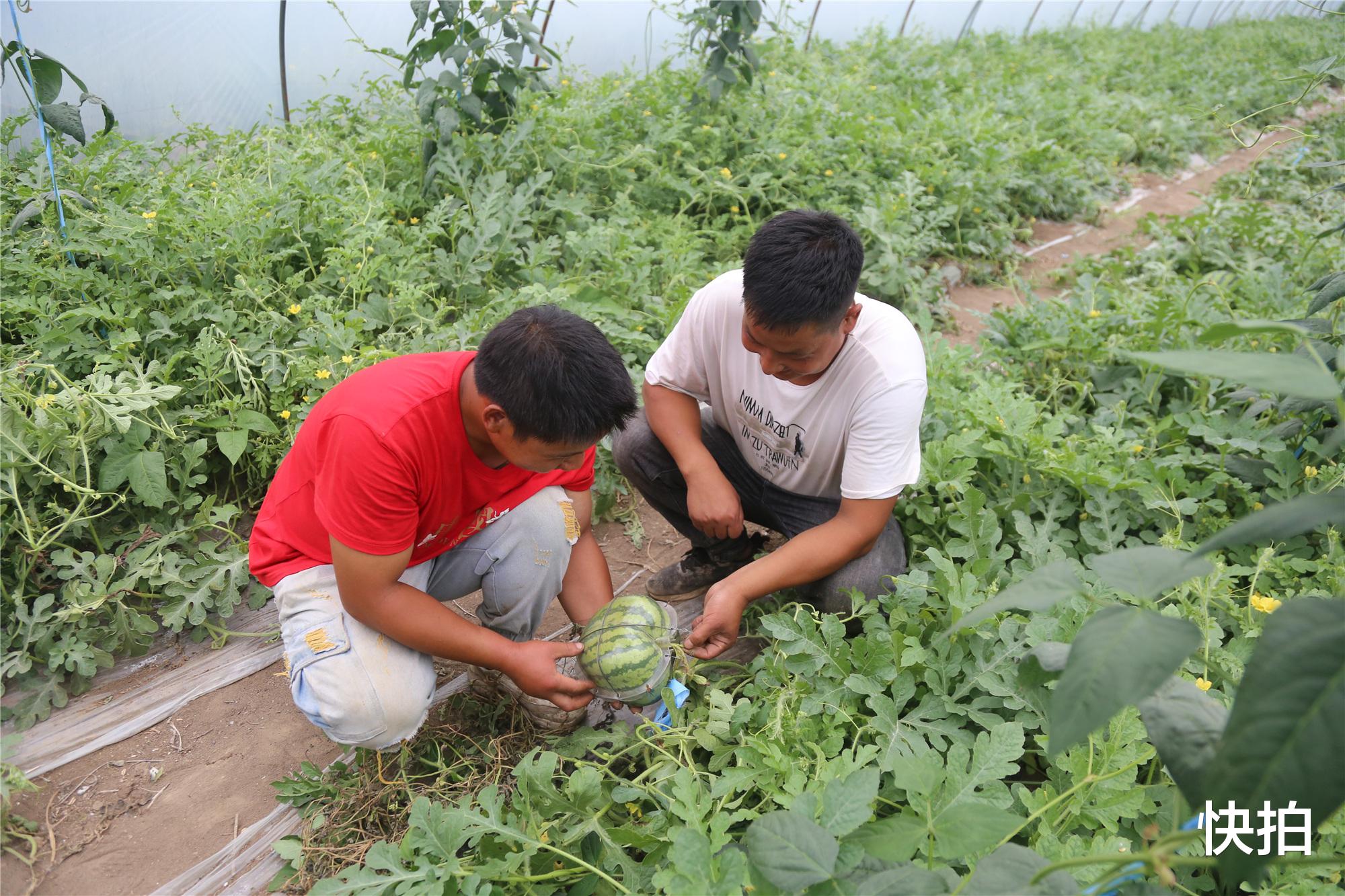 快拍 安徽小伙学做心形瓜称一个能卖300，老师傅看后说，30块钱也没人要