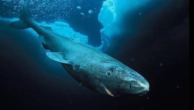 鲨鱼 这条鲨鱼从明朝活到现在，156岁对它来说，只不过刚好成年