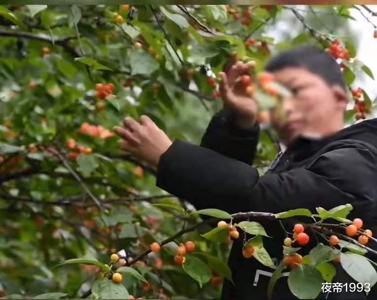 夜帝1993 男孩面部烧伤戴奥特曼面具卖樱桃,网友高呼:要相信光的力量