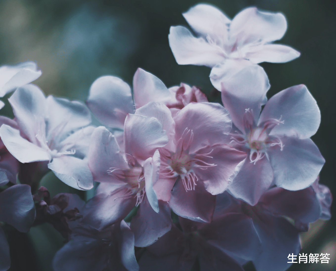 生肖解答|7月底，吉星高照，贵人相助，事业高升，3生肖驱散霉运，财运滚滚