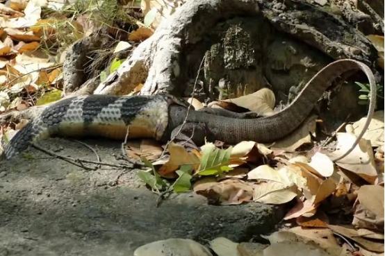 眼镜王蛇 唯一没有天敌的蛇，“眼镜王蛇”，如果把它放到非洲会被克制吗？