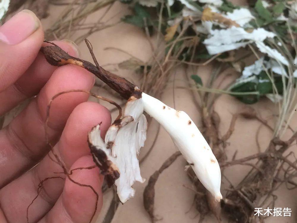 禾木报告 农村一种埋土里的“鸡腿”,儿时挖了当零食吃,如今才知价值极高