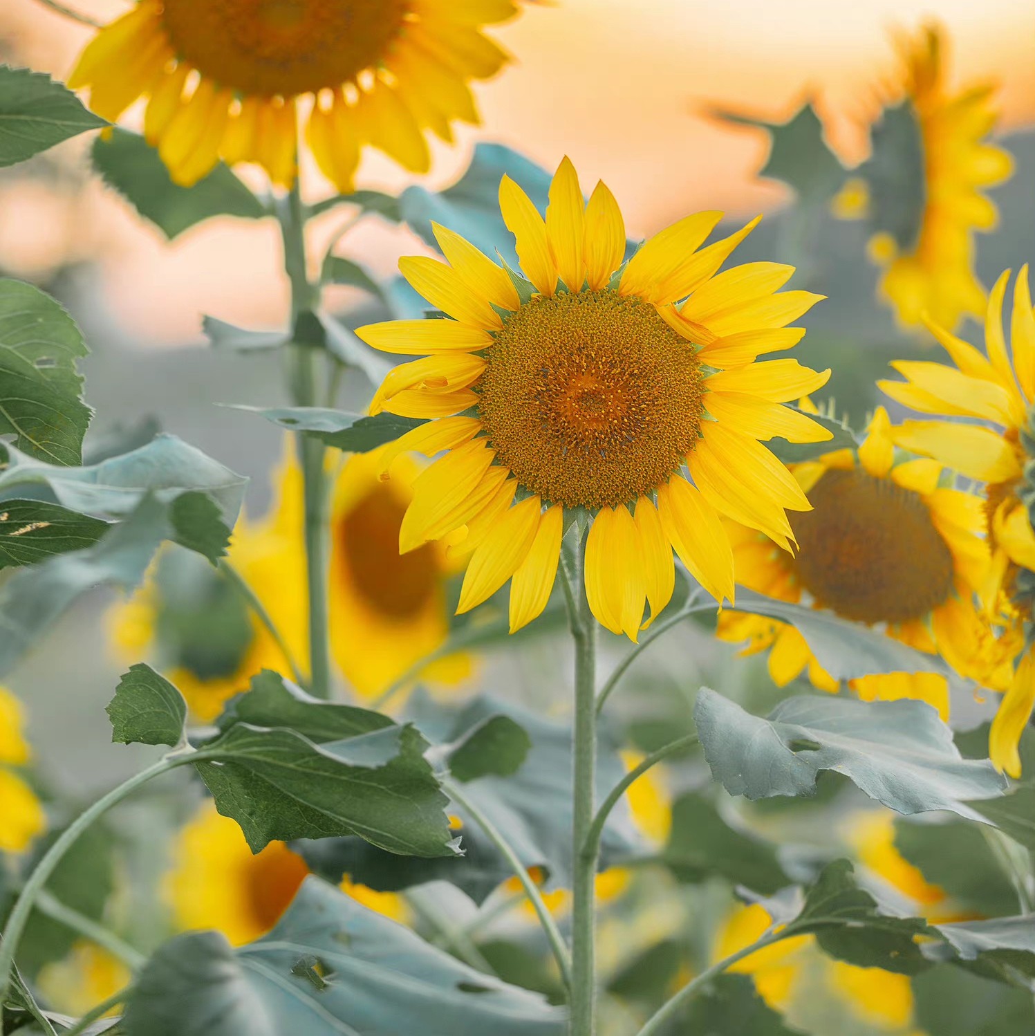 肖战|无海外出道经历的肖战拿下顶奢，国际名人点赞，被认可的东方面孔