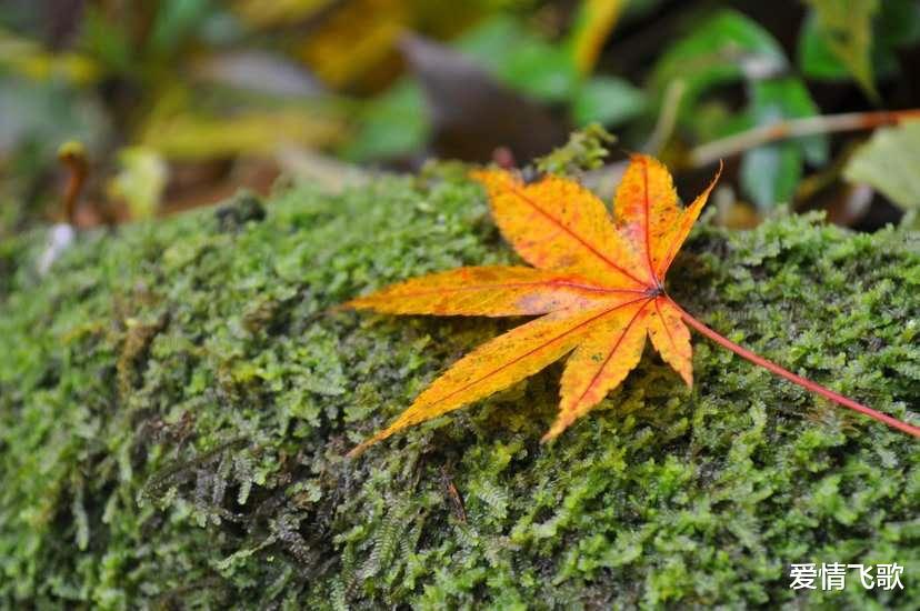 爱情飞歌|人生苦难重重,唯有自渡,方能解脱