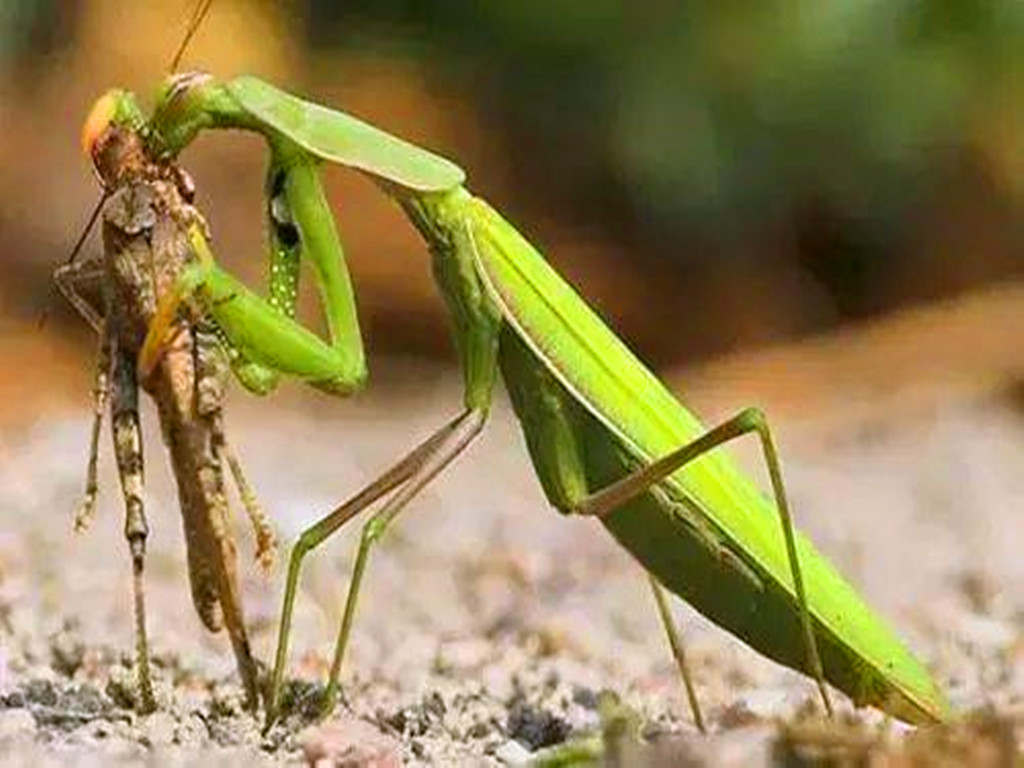 交配完后，母螳螂要吃掉“丈夫”时，为何公螳螂不反抗也不逃走？