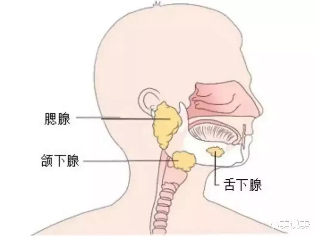 小美说美 玩手机会导致口臭吗