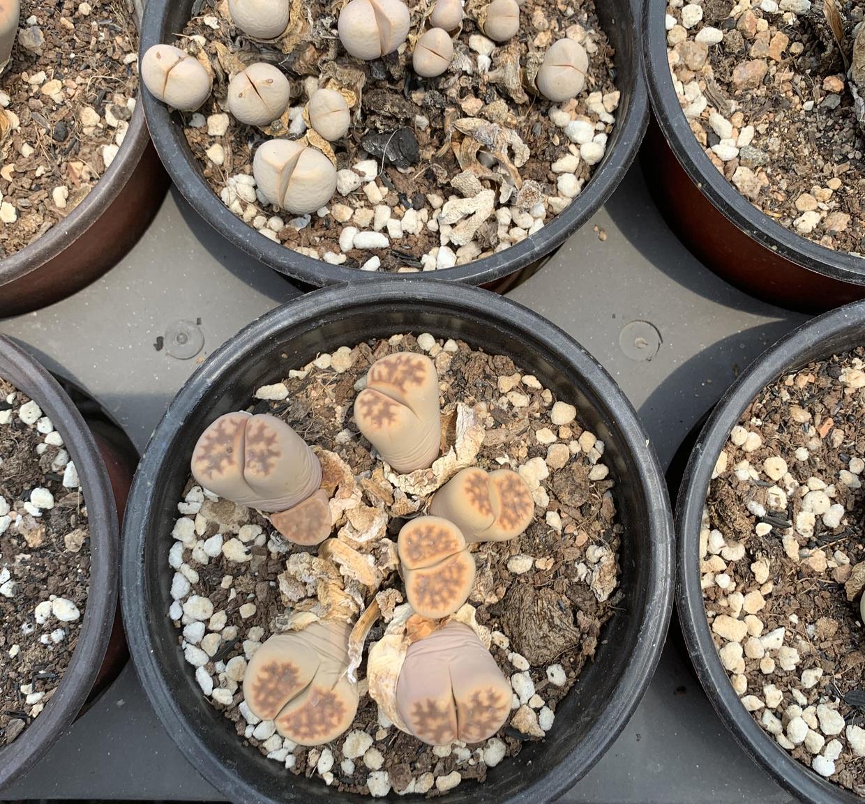 说说家装那点事儿|现在，还有人！花几十块买1棵生石花？你的脑袋需要升级了！