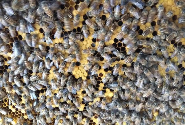  一年的老蜂王为什么巢脾底下全产雄蜂卵？