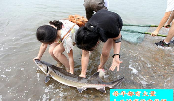 男子钓到“中华鲟”引热议,专家称是外来鲟,其实真是中华鲟?