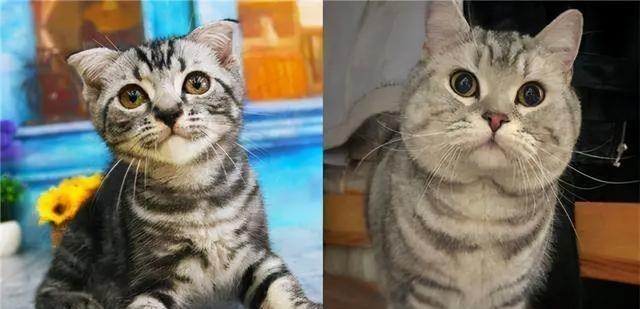 黄磊|人到中年就“发腮”?这些男星颜值骤降的背后,是骨相在作祟