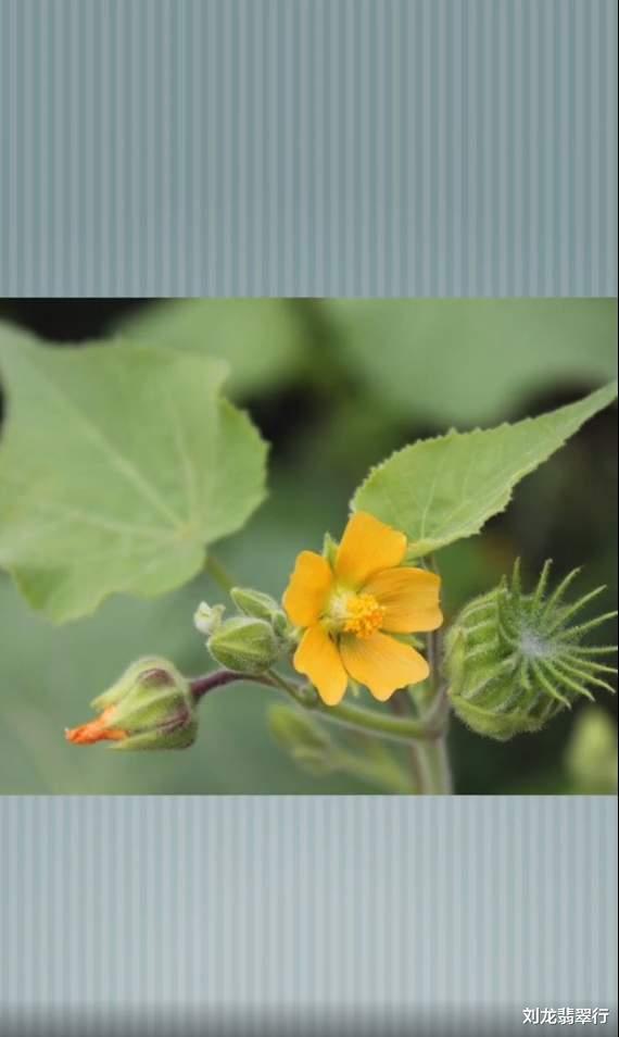 翡翠|苘（晴）水翡翠到底是什么？