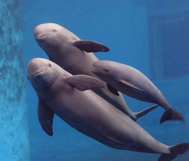 水底奥秘 淡水鱼还有活路吗？大型水生动物消亡殆尽，人类难逃干系