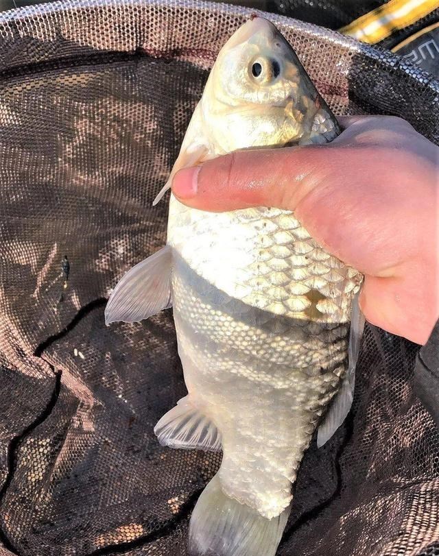 百哥曰|水面太大、水域太深不好钓鱼？找好钓点、选好窝料是关键