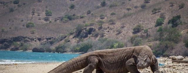 科莫多巨蜥 食肉动物的巅峰对决！被“神话”的科莫多巨蜥，战斗力到底如何？