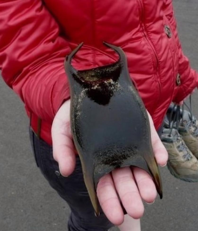  25张罕见的照片，证明世界充满了奇迹